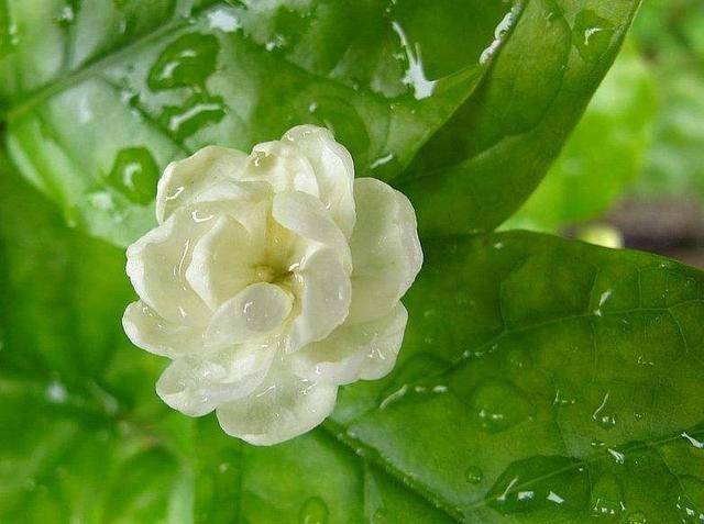 梦回茉莉香,探索频繁梦见茉莉花的深层含义 梦回茉莉香,探索频繁梦见茉莉花的深层含义