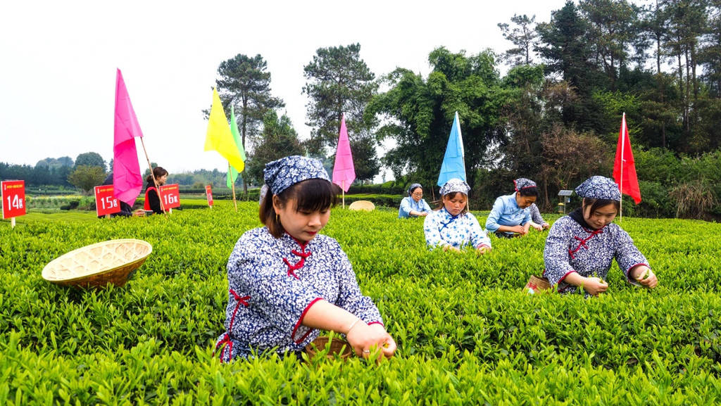 来蒲江体验寻茶之旅 第十一届成都采茶节将于3月18日举行