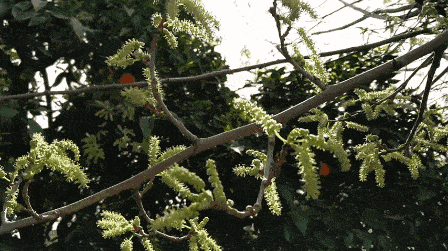 因此,柳树花是一种由风媒花演变而来的次生虫媒花,十分独特