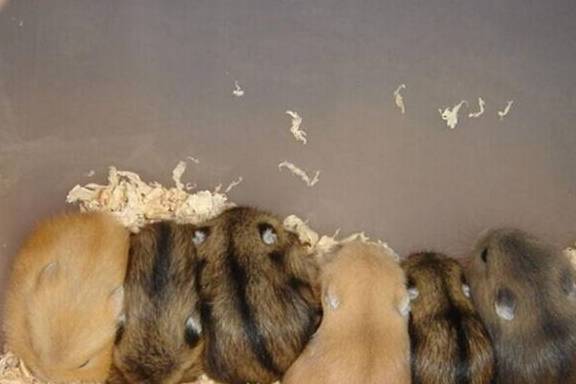 刚买的仓鼠几天就死,如何避免买到星期鼠呢?没有买卖就没有伤害