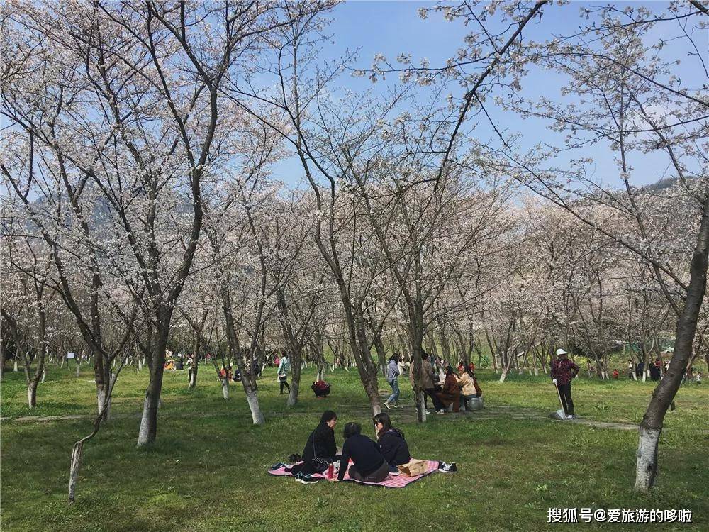 我會推薦你再開1小時左右的車,去 上虞的張村櫻花谷賞賞花