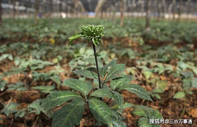 三七生长对环境条件的要求，农民掌握以下要点，收获高产优质三七_种植