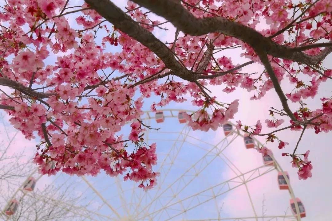 本周六来宝山融媒直播间，赏顾村公园、武汉大学、鼋头渚的樱花美景！