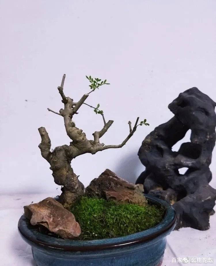 牛年摄影 无需桃红 柳绿 从盆栽们的变化 图片