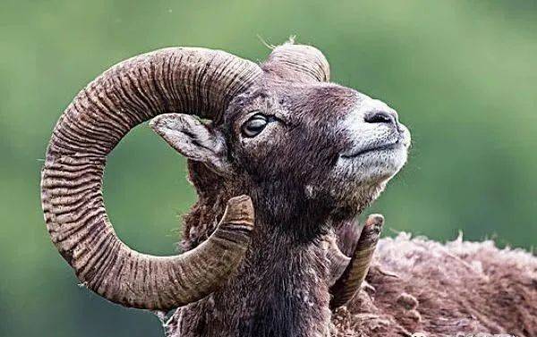 野生羊的祖先 欧洲盘羊 被人类驯养几千年 与狼祖先是亲戚 动物
