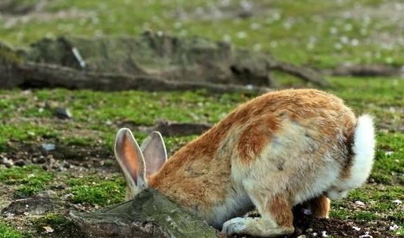 世界上最不适合四川人去的景点：兔子遍地跑，吃货只能干瞪眼
