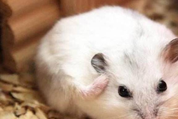 刚买的仓鼠几天就死,如何避免买到星期鼠呢?没有买卖就没有伤害