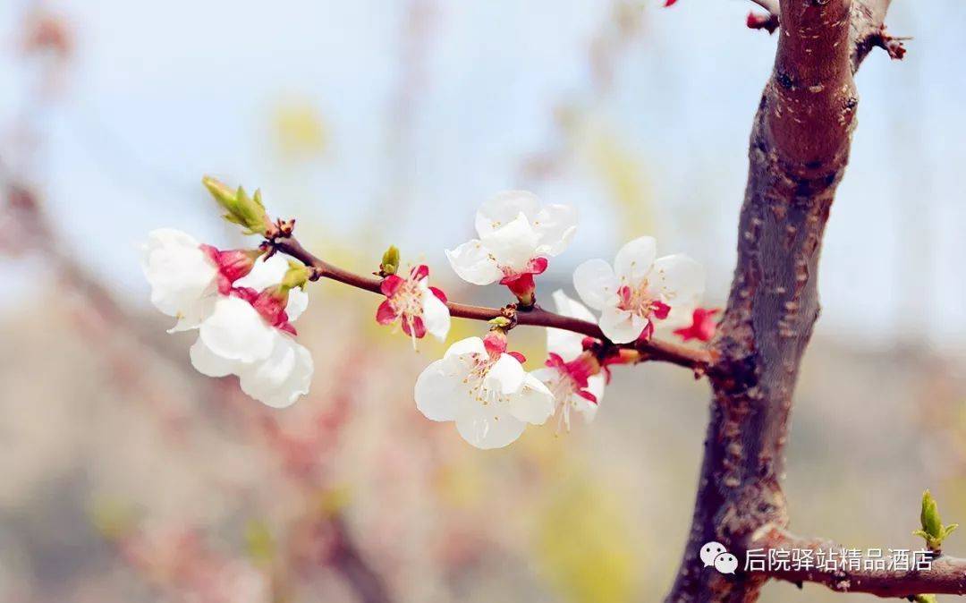 除了居庸关列车花海之外，京城最美的赏花之地竟然在这里...
