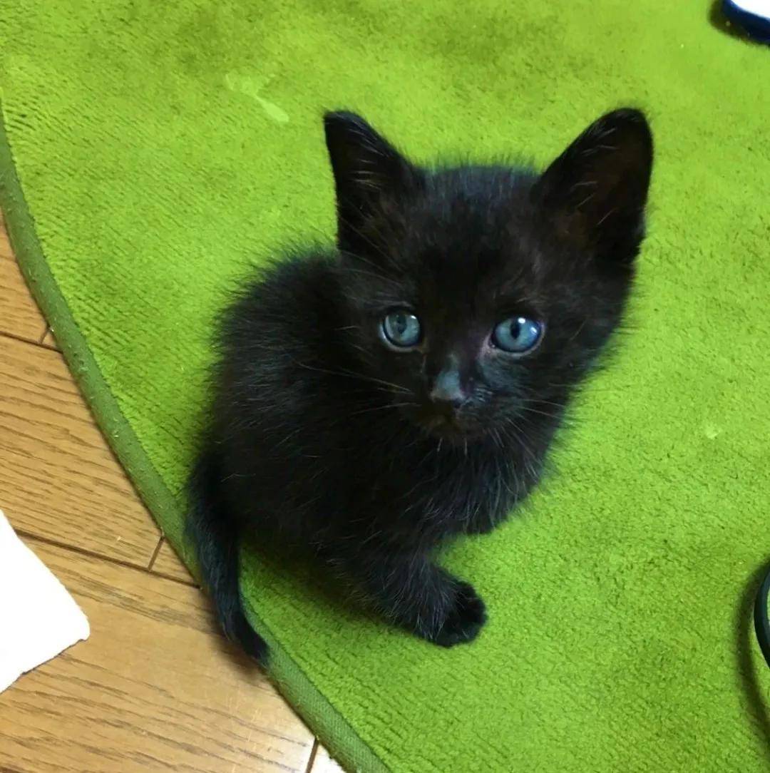 绿色眼睛的黑猫图片图片