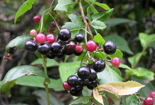 原创它便是珍贵的长寿藤见到别忽视做茶叶1斤上百元请重视