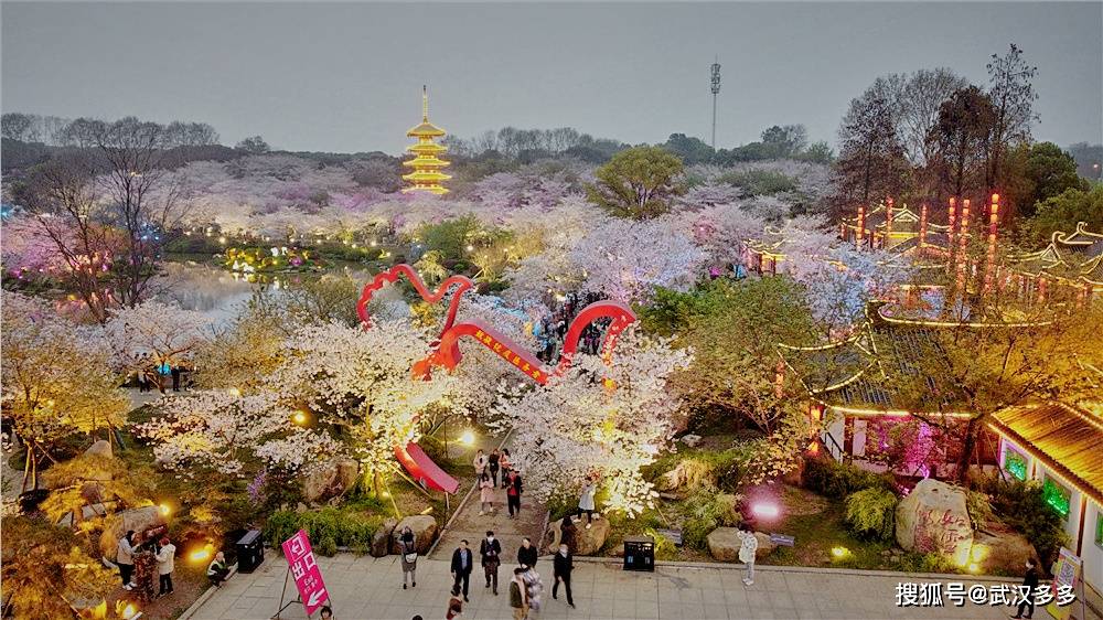 1/ 12 武漢東湖櫻園與日本青森縣的弘前櫻花園,美國的華盛頓州櫻花園