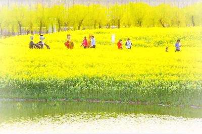 “黄河岸边·花海封丘” 第五届油菜花生态旅游季——欢迎您