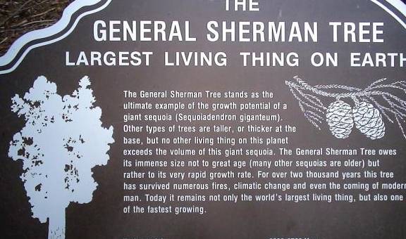 世界上最大的树：重达2800吨，它诞生的时候，中国还在春秋战国