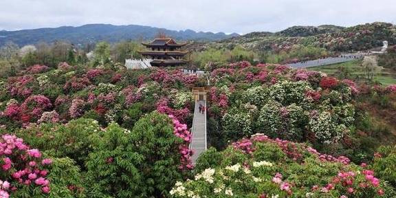 世界上最大的天然花园，刚好花期到了，就藏在贵州！