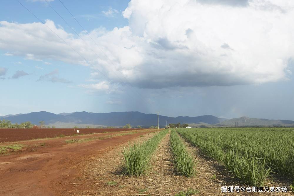 什么是庄稼的好朋友 fa76dfe975274cf5a9111e17ae27308b.jpeg