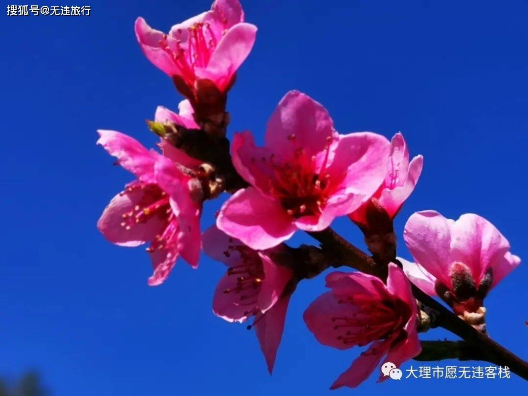 大理三月好春光，桃源桃花始盛开