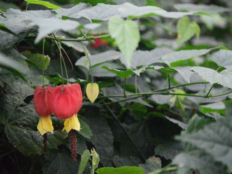 珠海綠化公司,蔓性風鈴花
