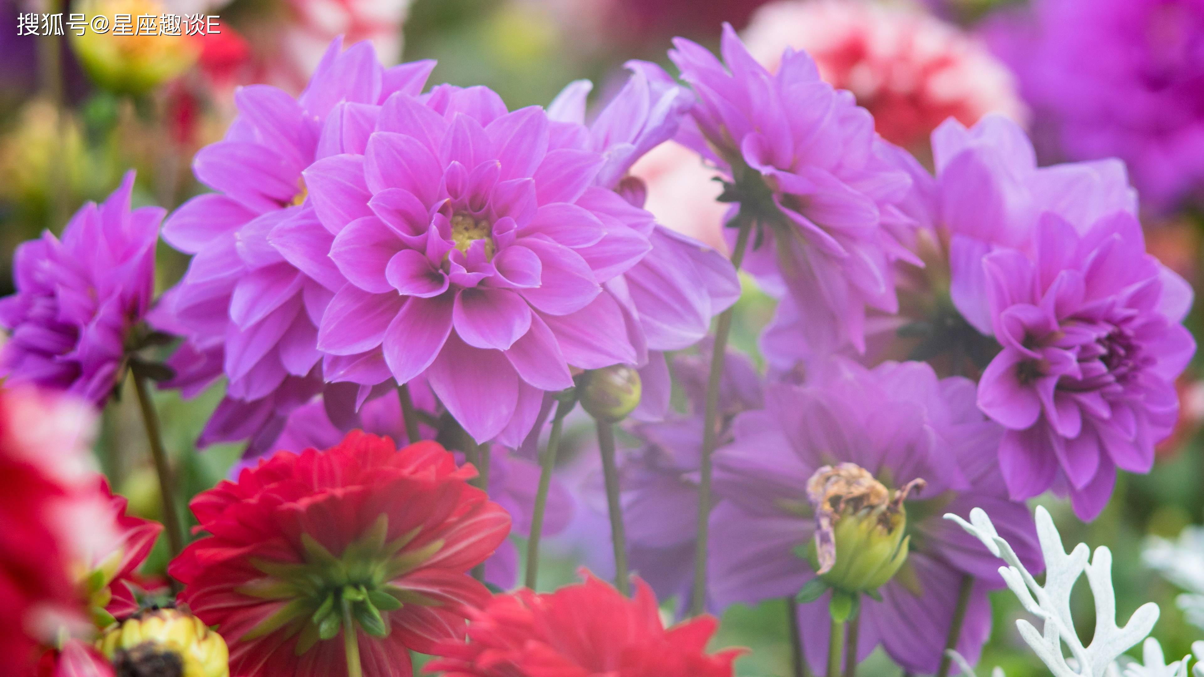 3月21日爱情运势 真爱相随 情定三生的四大星座 伴侣