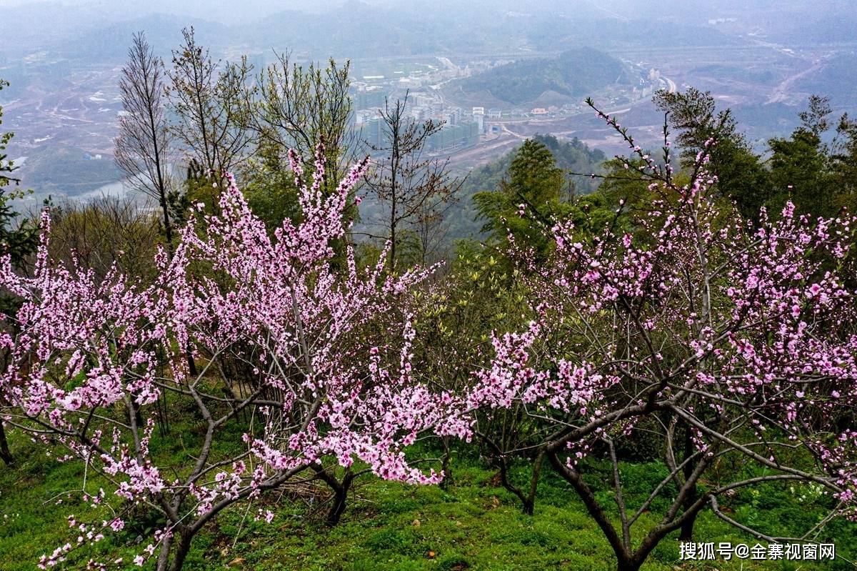 二月春意浓！金寨灵山“花魁”开了！