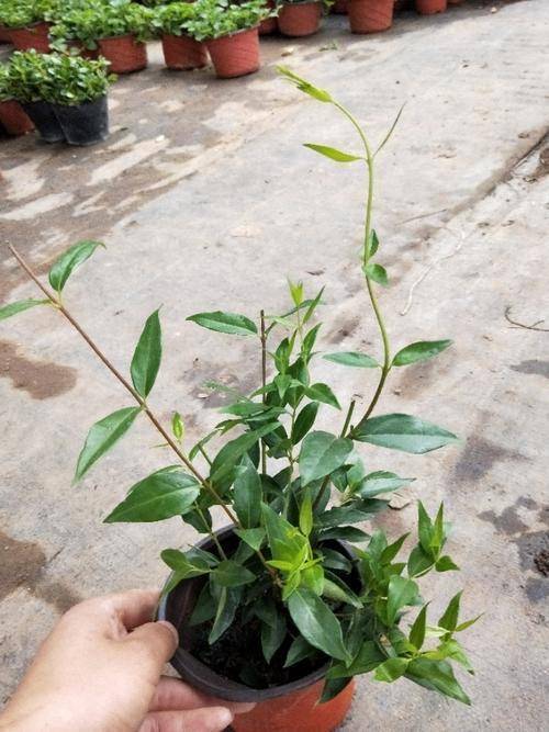 飘香藤不用花钱买,自己扦插变出好几盆,顺着墙爬开满花