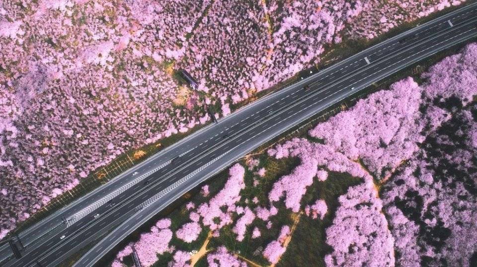 贵州私藏了一条绝美樱花公路！每年三四月份惊艳世界，千亩樱花海