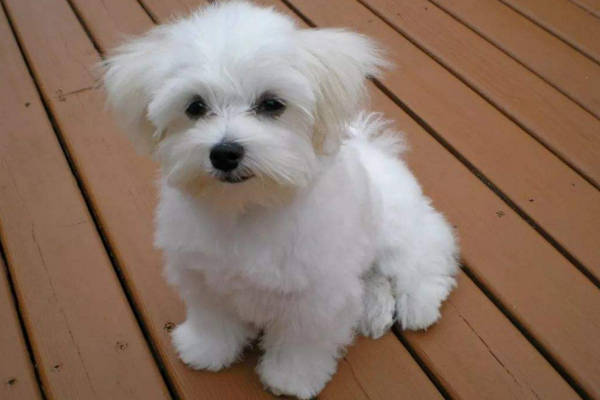 但是它几乎不掉毛,吾等秃头少女很是羡慕啊,马尔济斯是很有名的玩赏犬