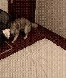 9ae2897d1a71496c9106d6a078197a1a.jpeg