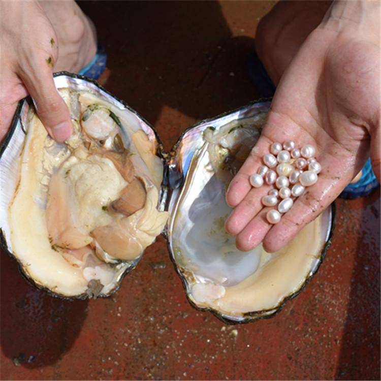 明星开蚌家族章子怡不幸中了直播的毒买河蚌自己开珍珠废寝忘食