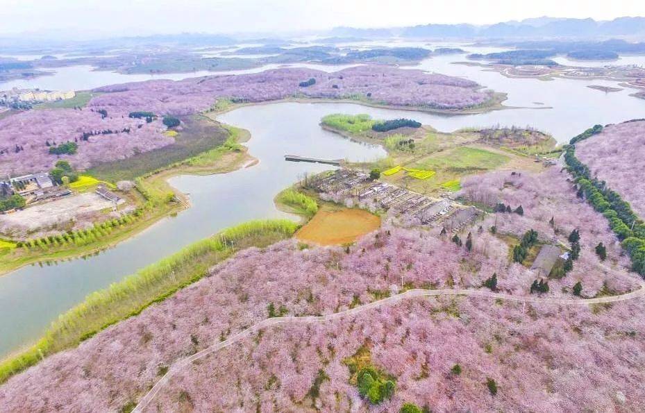 贵州私藏了一条绝美樱花公路！每年三四月份惊艳世界，千亩樱花海