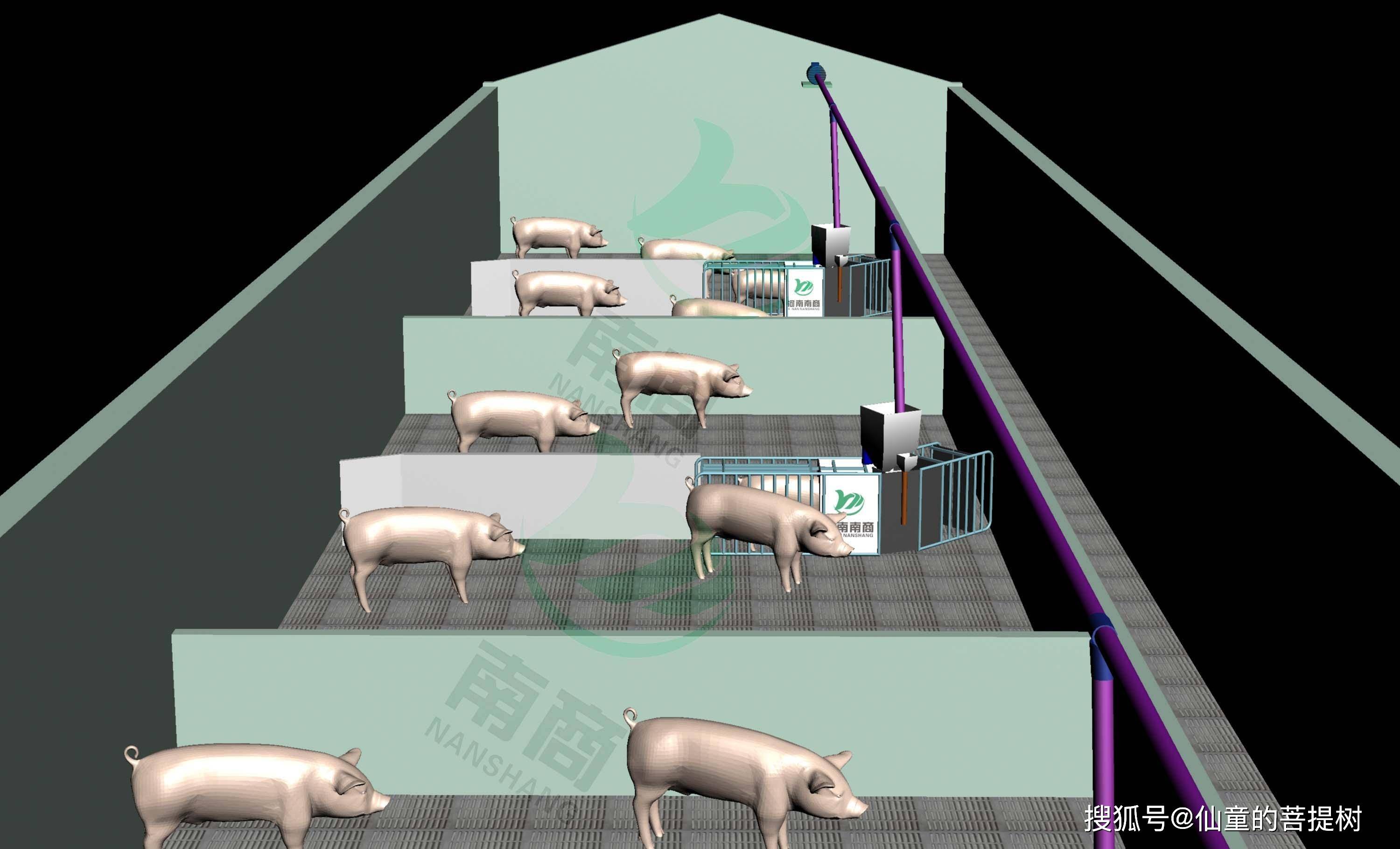 原创互联网公司"偷偷"养猪,华为养猪有前途,养猪竟要大学生?