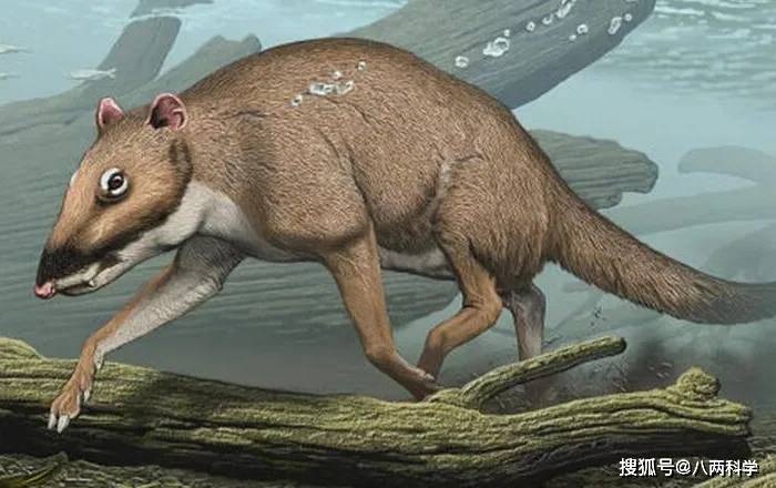 鲸 奇演化 五千万年前在陆地行走的 小鹿 变成地球上最大的生物 化石