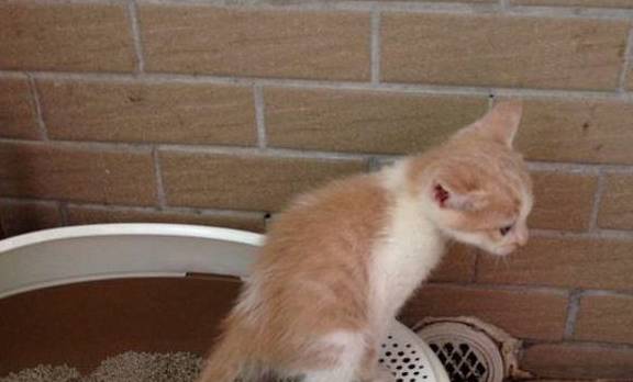 怎么看小猫会不会用猫砂盆 46d2d046cfc545cfb2a5a32196e0cc24.jpeg