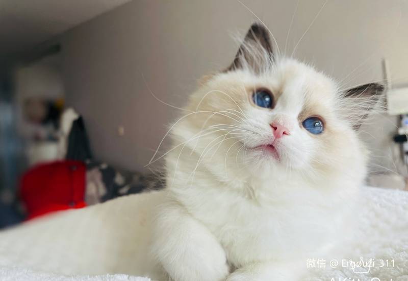 4d6e429728774ab68bc623e03d343abe.jpeg