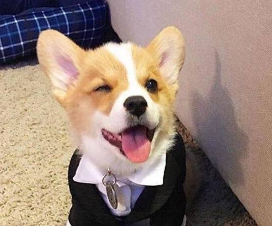 适合家里养的狗狗推荐 626cfd95f9bb47ac8a16d27ba71b84ad.jpeg