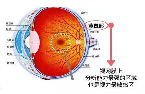 保护眼睛防蓝光除了蓝光眼镜叶黄素的功效与作用值得人们关注