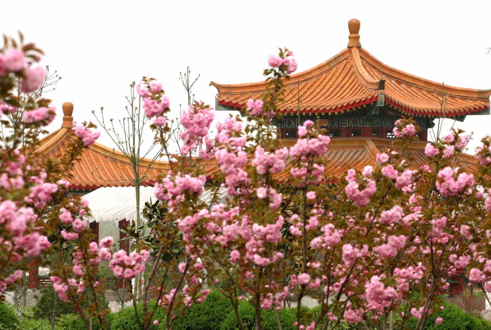 2021中国国花园游玩攻略,洛阳赏牡丹的地方有很多，其...【去哪儿攻略】