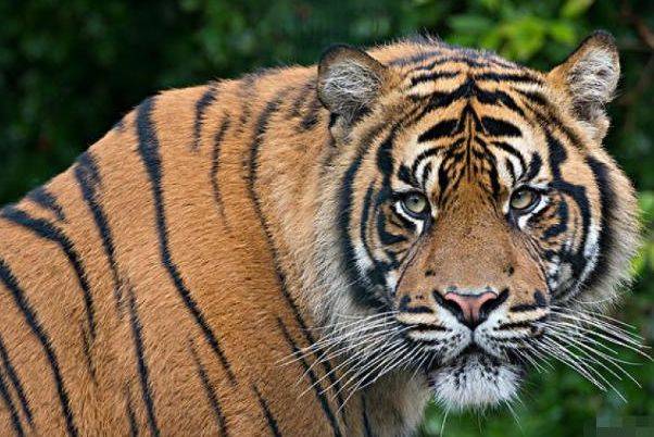 属虎人2021运势穿2种颜色衣服最旺3月底开始转变