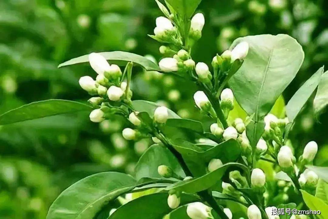 难得一见的枳壳花-搜狐大视野-搜狐新闻