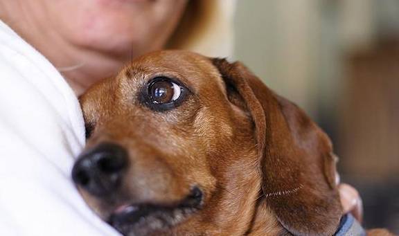 狗狗怎么叫它坐下 1ca2212c751645058a40d30e358ee3fc.jpeg