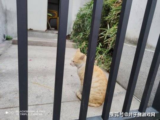 利器|怪兽级游戏利器君临天下 黑鲨4Pro游戏手机首发开箱评测