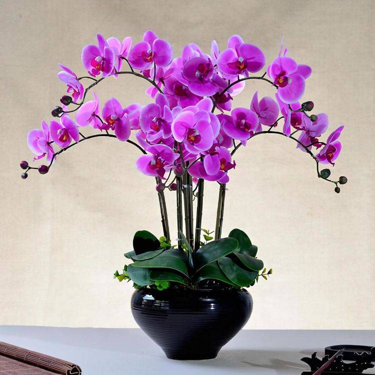 秋天的蝴蝶兰卖得便宜 买回家养两个月就能开花 正好当年宵花 种植