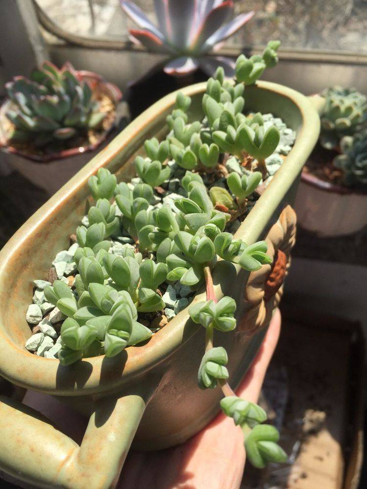 原创碧玉莲鹿角海棠长得相似叶子都是棱角分明肉嘟嘟该怎么区分