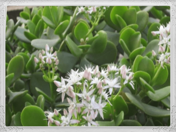 怎么养玉树才会开花 c4ad57a9e29241d98883fd029f4e3597.png