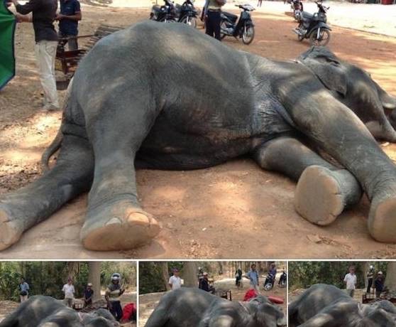 大象活生生的被人骑死，柬埔寨全面禁止大象载客