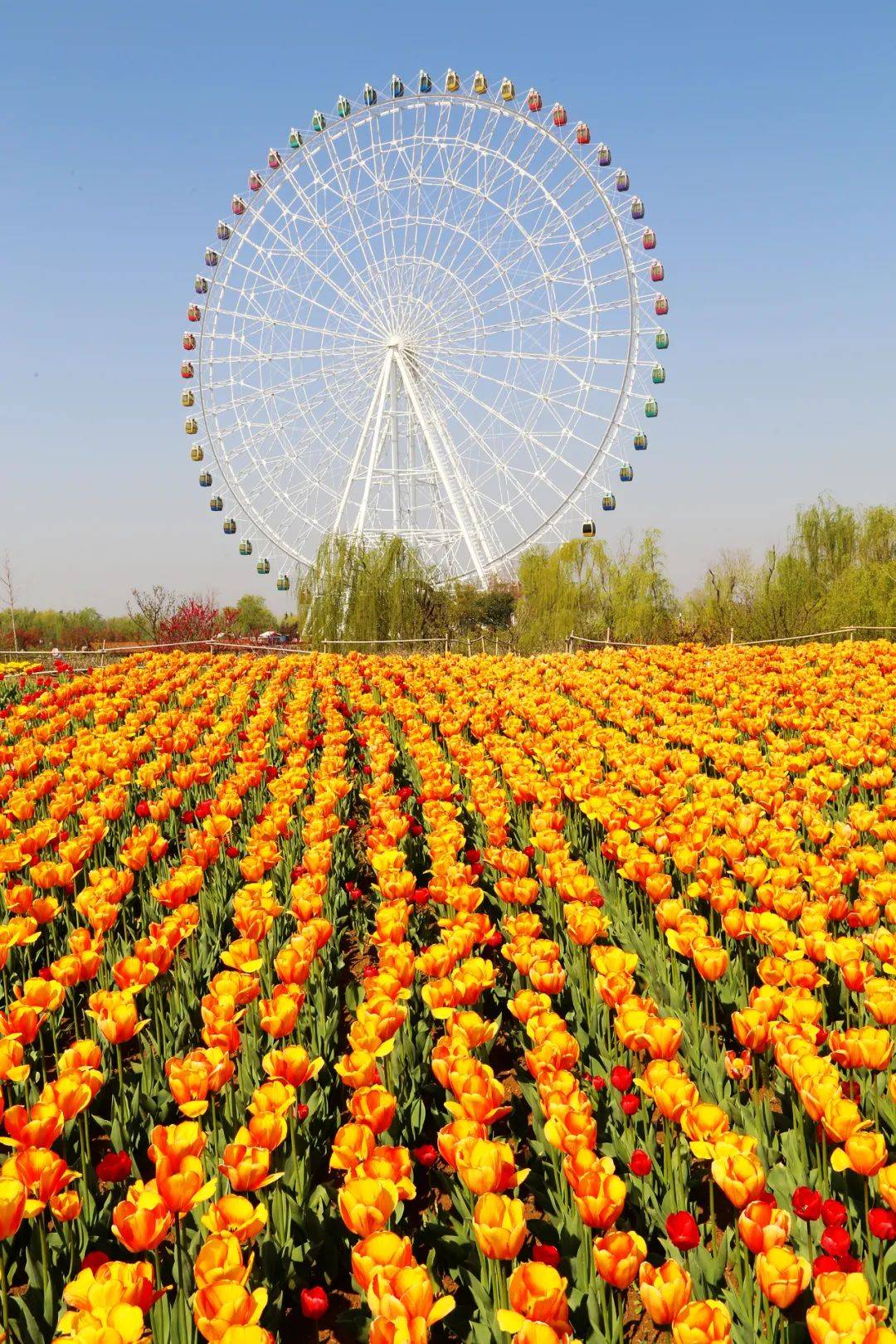 泰安一到春天就成了人见人爱花见花开的地方