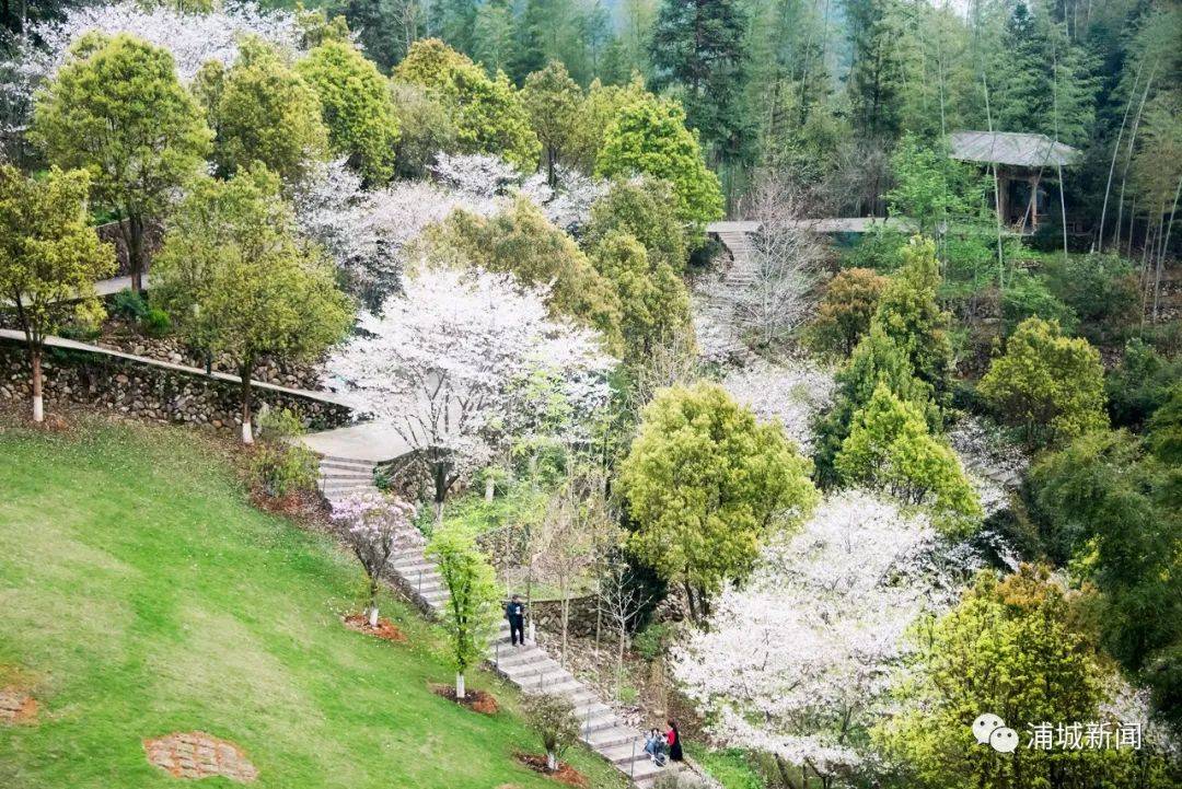 浦城：漫山樱花盛开“雪”满枝头