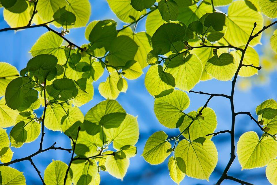 嫩葉,帶葉小枝,英文怎麼說?_leaves