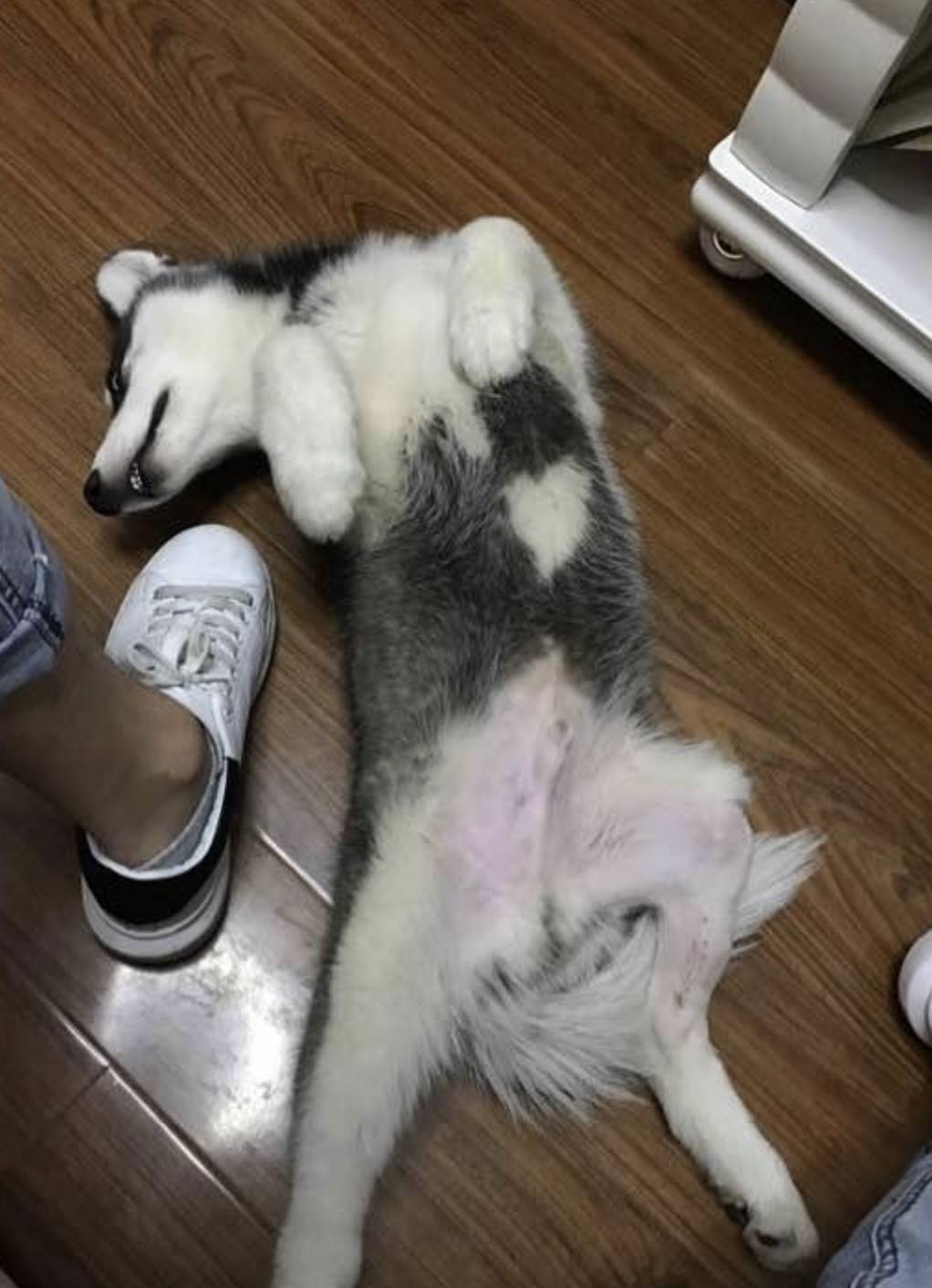 二哈想出門玩，趁主人沒注意，竟從陽台直接跳下來！ 萌趣萌寵 第2张