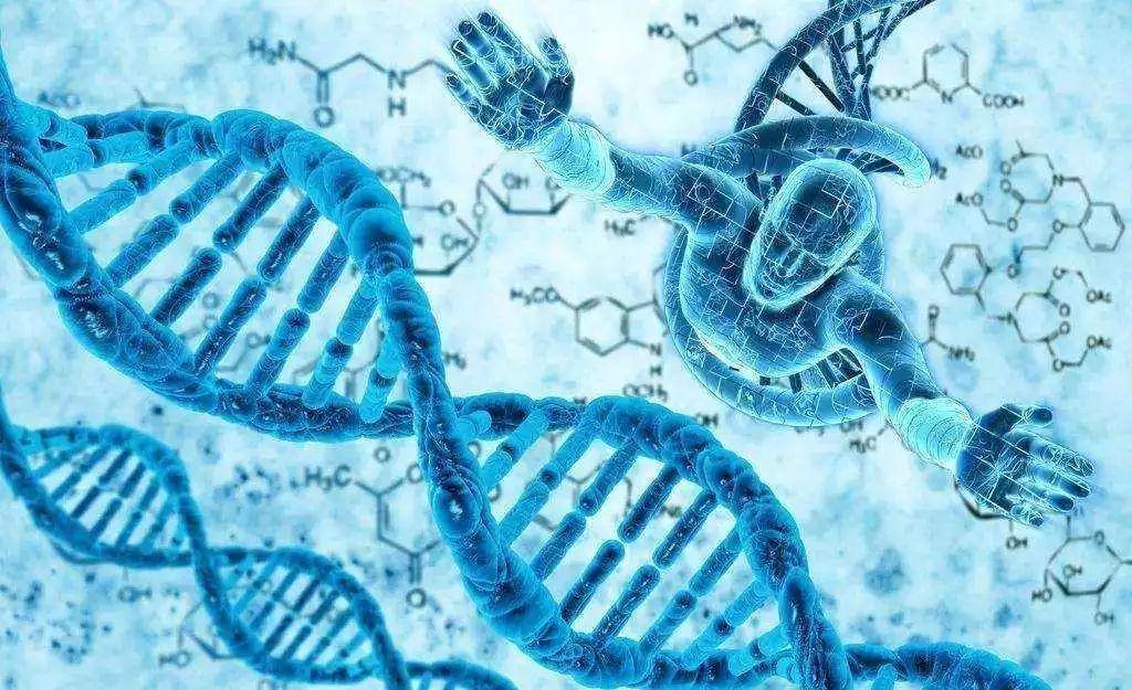 完全組裝的orc會召集其他蛋白質來製作染色體的精確副本.