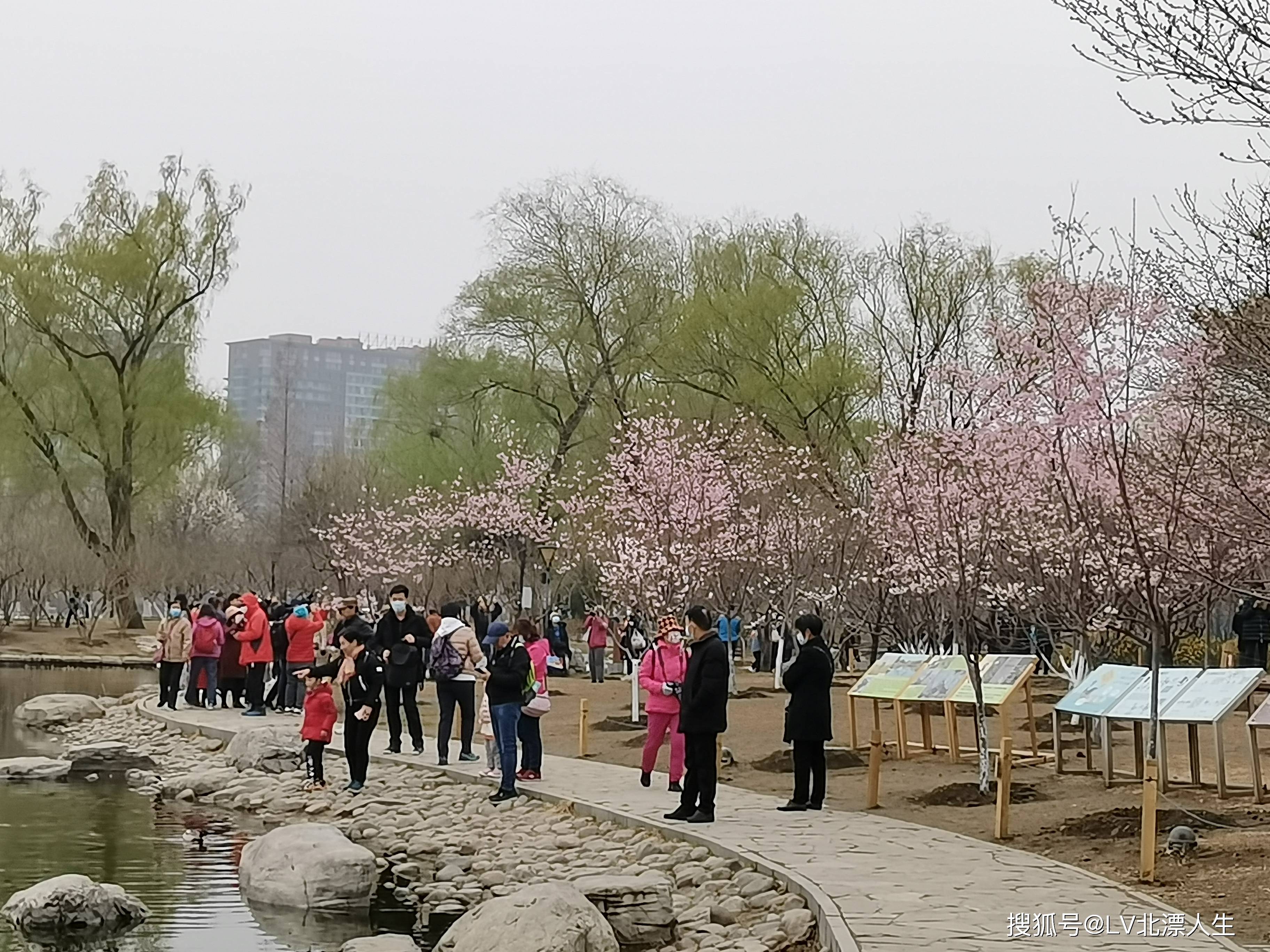 这里的樱花太美了，人山人海的玉渊潭公园第32届樱花节见闻